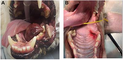 Palliative repeated electroporations of oral tumours in dogs: A case series